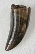 Baby Tyrannosaur Tooth - Hell Creek Formation #13393-1